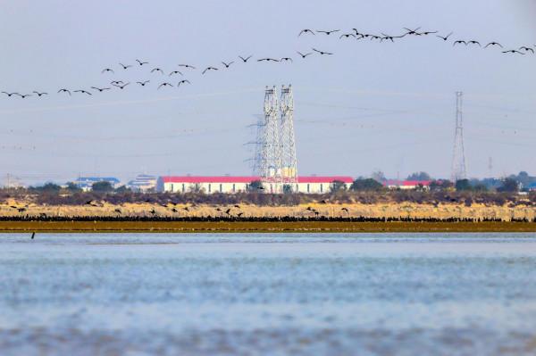候鳥抵達 請查收來自鄱陽湖的自然之美