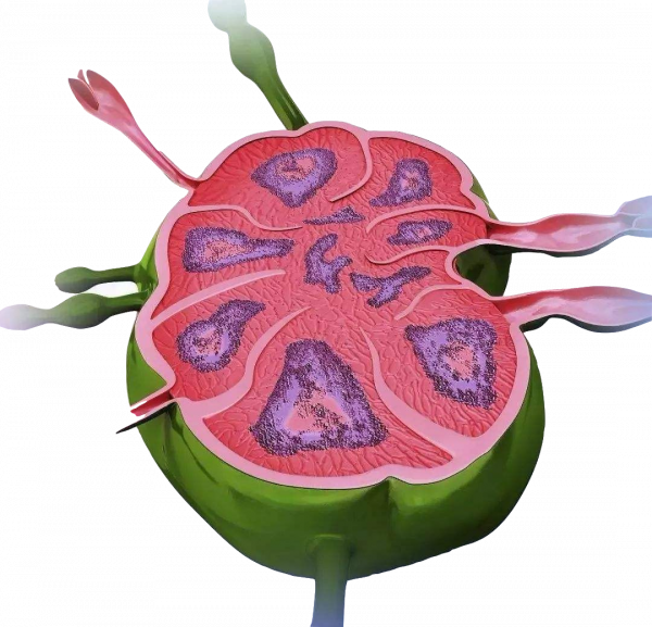 孩子慢性腹痛的背鍋俠——腸繫膜淋巴結炎 孩子慢性腹痛的背鍋俠——腸繫膜淋巴結炎