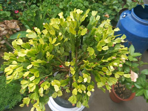 5種“漂亮花”,別隨便曬太陽,曬得越多,開花越少,別弄反了 5種“漂亮花”,別隨便曬太陽,曬得越多,開花越少,別弄反了