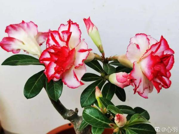 30℃高溫，“胖麗麗”丟院子裡，照樣開不停，真堅強