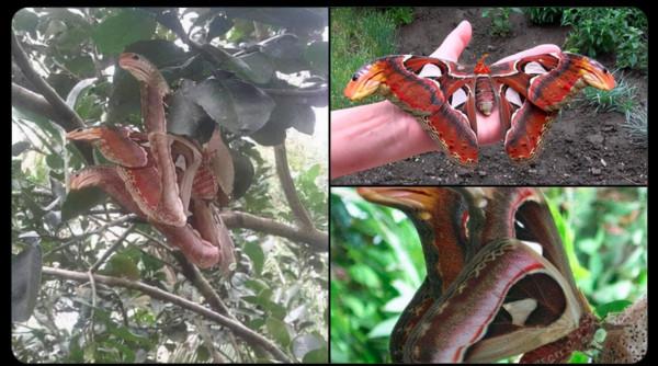 33張罕見的照片,白鸛把孩子從高空扔出巢穴,滑鼠手機你見過嗎? 33張罕見的照片,白鸛把孩子從高空扔出巢穴,滑鼠手機你見過嗎?