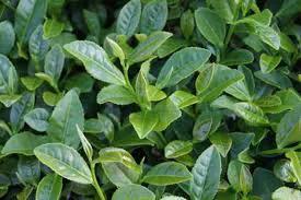 生活必備，五大健康的植物精油