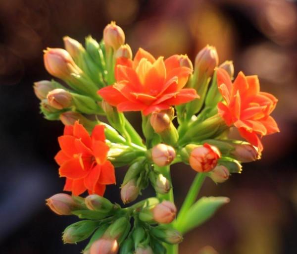 有3種花,花開滿室很好打理,名字很吉祥喜慶能淨化空氣 有3種花,花開滿室很好打理,名字很吉祥喜慶能淨化空氣