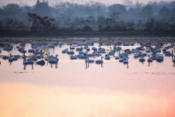 候鳥遷徙過境高峰,幾千只小天鵝可能在你家門前歇腳 候鳥遷徙過境高峰,幾千只小天鵝可能在你家門前歇腳
