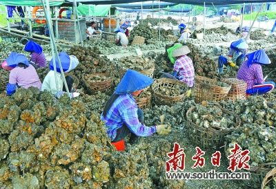 開蠔之趣 開蠔之趣