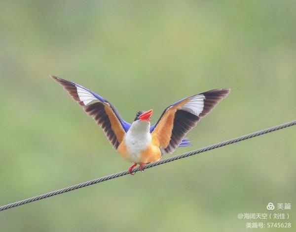 自然界中最美的鳥兒之一藍翡翠