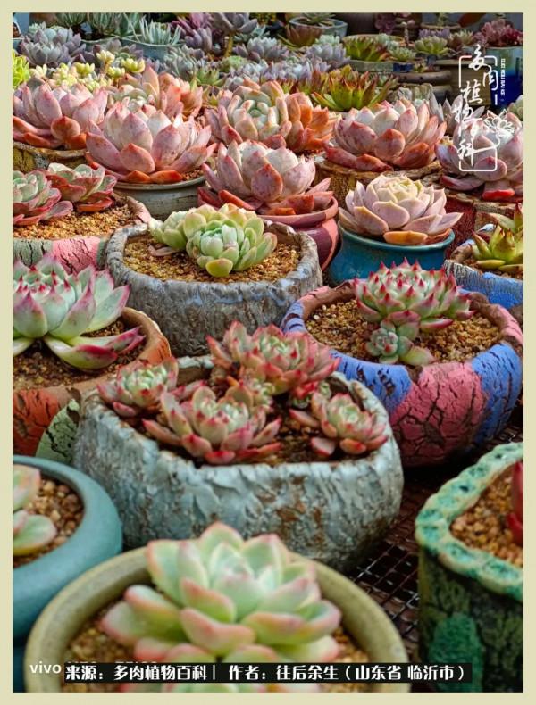 北方有多肉,絕世而獨立!一顧傾人城,再顧傾人國 北方有多肉,絕世而獨立!一顧傾人城,再顧傾人國