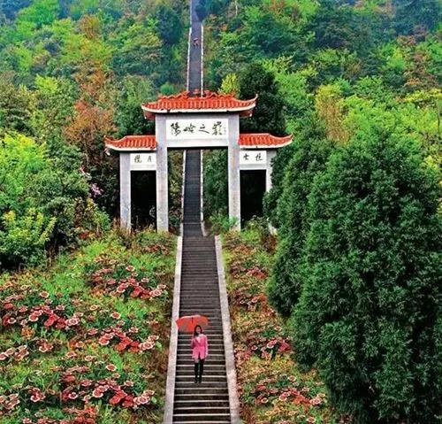 陽嶺，山中有好茶