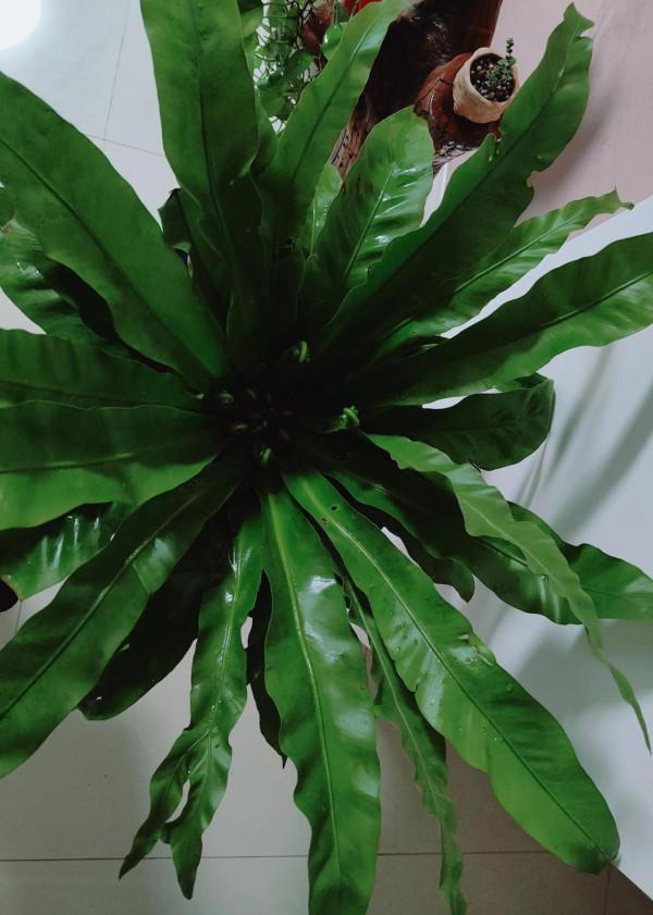 巢蕨綠植（原創——手機拍）