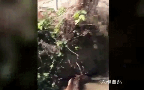 江西一隻野生梅花鹿下山尋找食物，卻被狗狂追，只能跳進水溝躲避