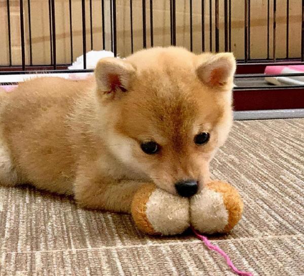 為什麼養柴犬的人很少 原來是這麼一回事