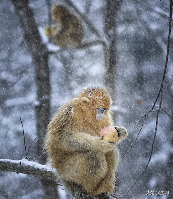 秦嶺金絲猴父女被16萬元販賣，猴媽自盡，囚禁野生動物何其殘忍？