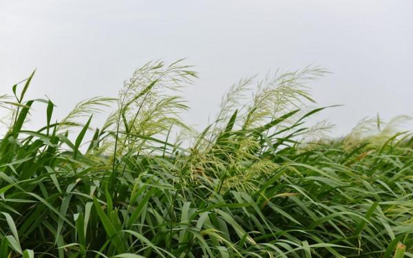 “菰米似故鄉”新研究揭開中國菰和水稻基因組的秘密 “菰米似故鄉”新研究揭開中國菰和水稻基因組的秘密