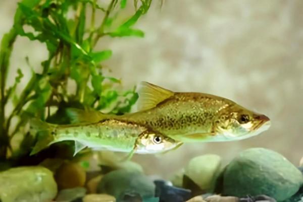 釣到這16種魚要注意!它們很容易看錯,一不小心就惹禍上身 釣到這16種魚要注意!它們很容易看錯,一不小心就惹禍上身