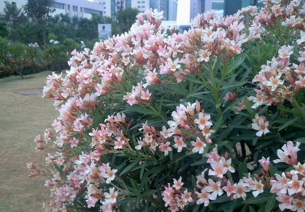 6種&OpenCurlyDoubleQuote;大毒花&rdquo;，春天正開花，看見離遠點，避免中毒