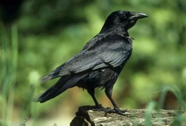 烏鴉和白鴿的愛情&hellip;&hellip;