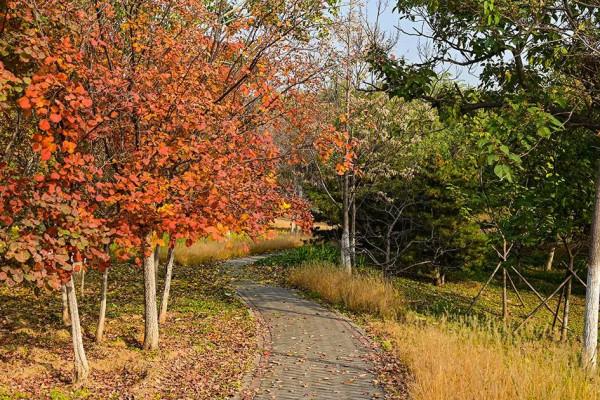 獨一無二！公園裡也能跑火車！京西這處免費的森林公園，值得玩