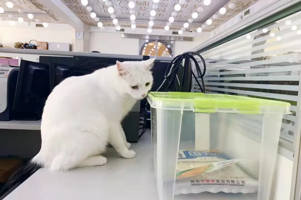 小嶽嶽：你知道我為了紅有多努力嗎？