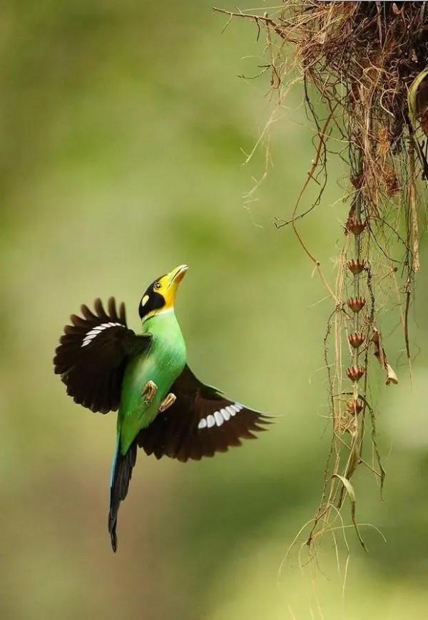 自然生物小百科 自然生物小百科