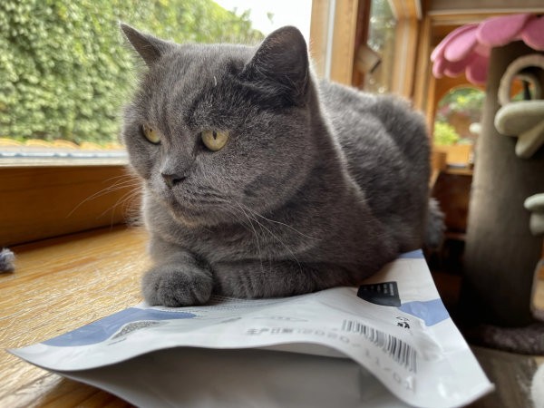 《論“肚腩”對小貓咪的重要性》