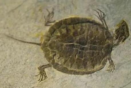 進化論的終極BUG:烏龜為何會成為科學家們的噩夢? 進化論的終極BUG:烏龜為何會成為科學家們的噩夢?