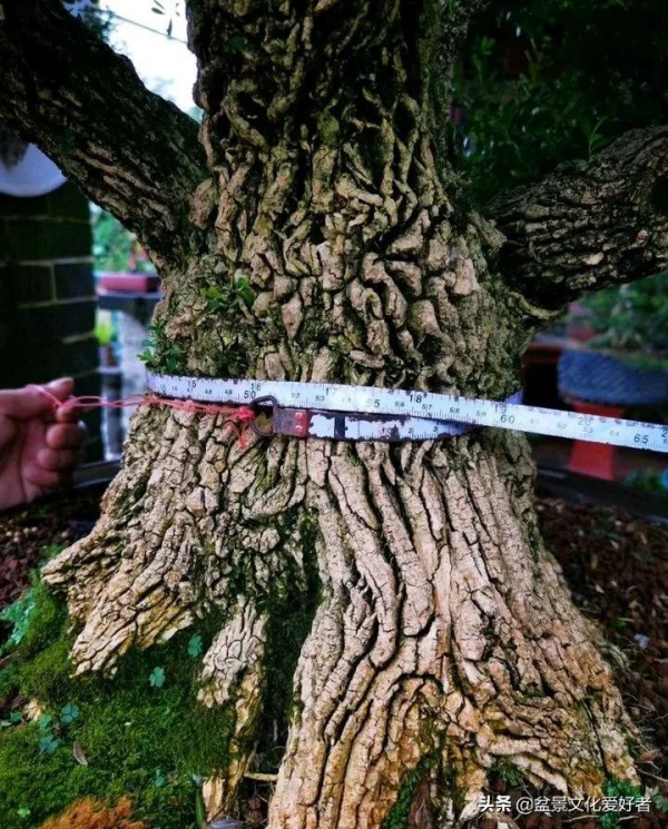 家有黃楊，世代棟樑！家裡栽黃楊，富貴又吉祥