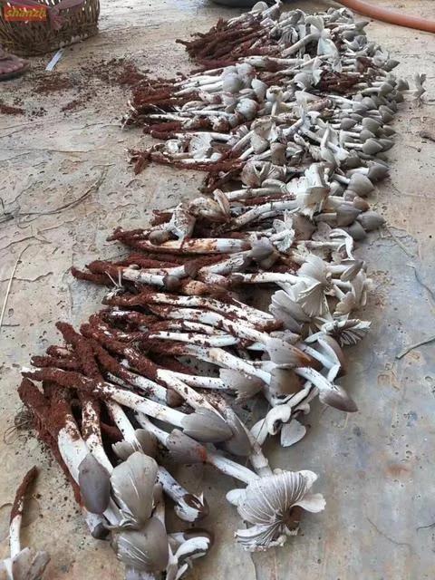 農村叫“地黃金”500元一斤,生長在深3米以下的土裡 農村叫“地黃金”500元一斤,生長在深3米以下的土裡