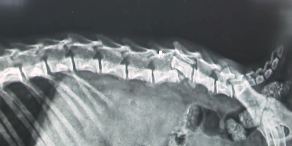 老鷹凍在湖面無法動彈,過路大叔趕緊幫忙,還有小貓咪也需要幫助 老鷹凍在湖面無法動彈,過路大叔趕緊幫忙,還有小貓咪也需要幫助