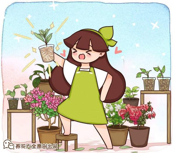 古人說的盆花五姊妹，一個比一個漂亮，放在居室真美觀