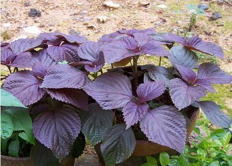 陽臺窗臺種這8種花，可涼拌可清炒還可泡茶，以花養人心情美麗