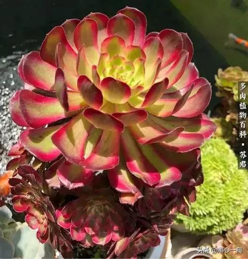 分享——不一樣的多肉