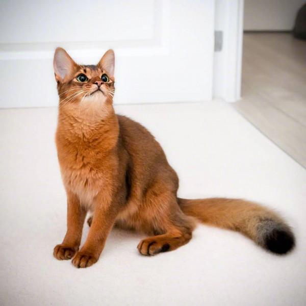 壽命最短的6種貓,它們也許只能陪伴你幾年 壽命最短的6種貓,它們也許只能陪伴你幾年