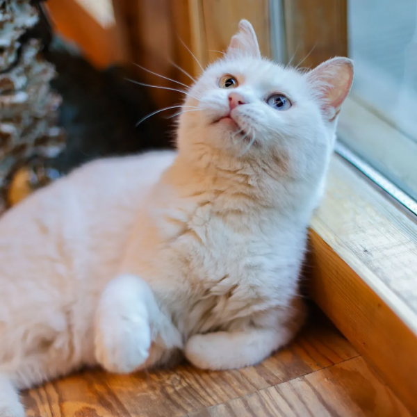 貓咪們如何才能有效防禿？