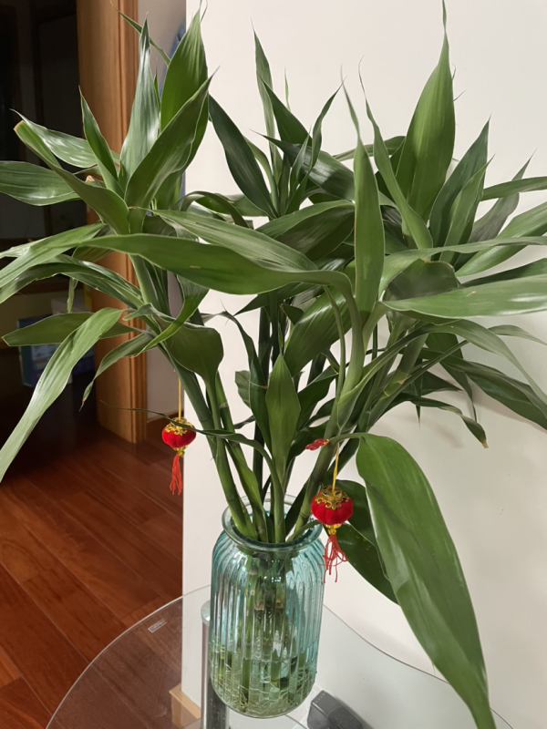 5種有“格調”的植物，養在家裡有氣質，一看就是有品位的人在養