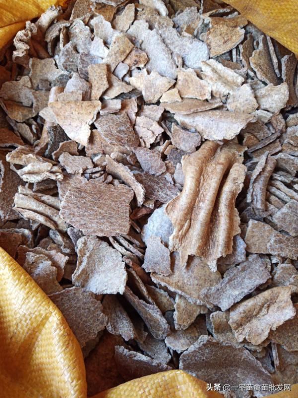 每天給雞喂點這種“餅”，土雞一天產一個蛋，體重也明顯增加