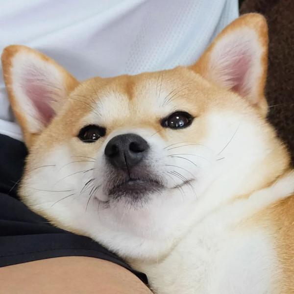 三胎家庭養了7年的柴犬：賣得了萌，帶得了娃，治癒又溫馨