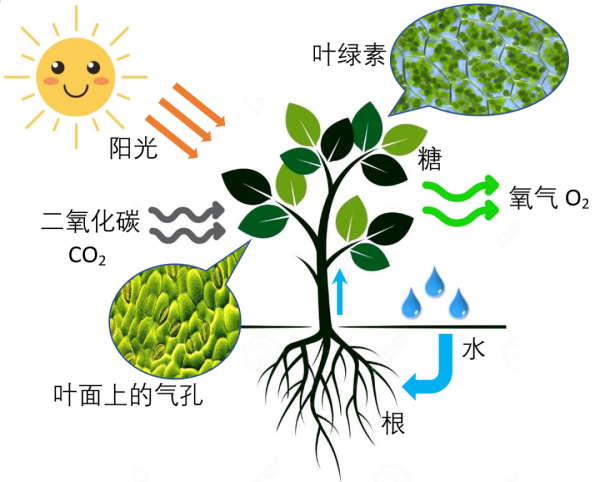 美科學家發現地球正“變綠”,原因在中印,但專家對印度十分擔憂 美科學家發現地球正“變綠”,原因在中印,但專家對印度十分擔憂