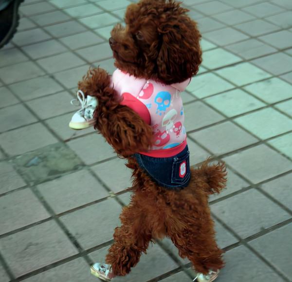 主人這些行為,會讓泰迪“討厭”,你做過嗎? 主人這些行為,會讓泰迪“討厭”,你做過嗎?