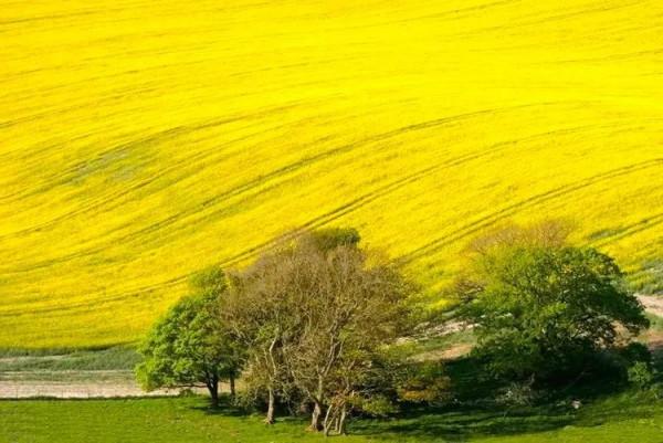 分享：油菜花海，芳香四溢，景色宜人，令人陶醉