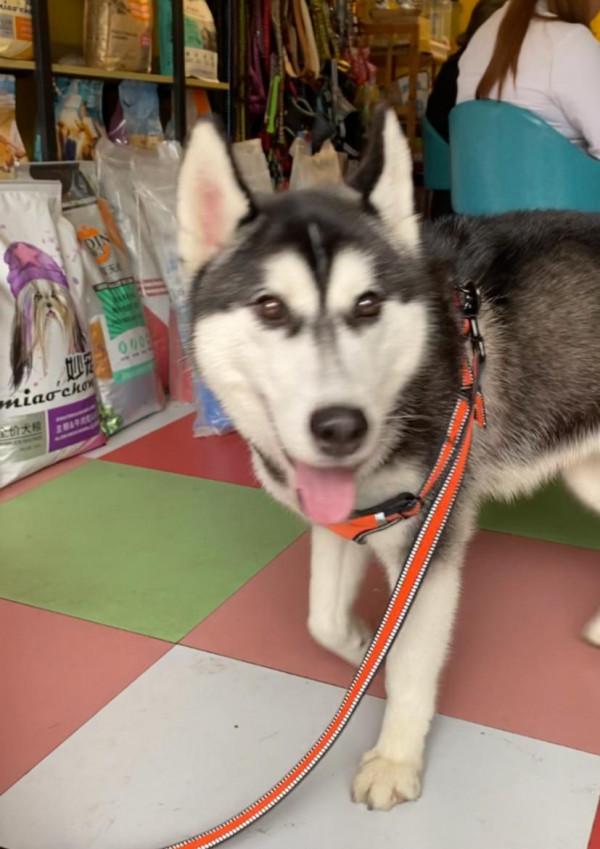 狗主人寄養二哈後再也不露面 還回簡訊“不是我的狗” 狗主人寄養二哈後再也不露面 還回簡訊“不是我的狗”