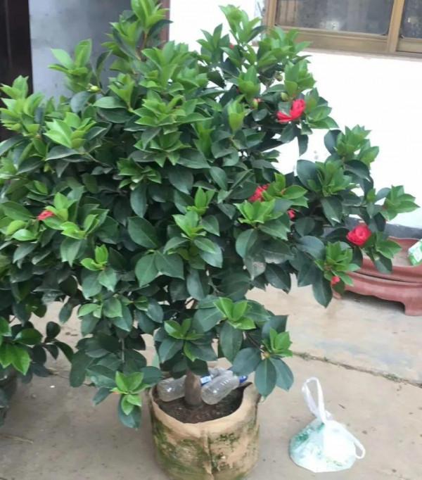 黃葉、落葉、爛根…夏天的杜鵑,太難養了 黃葉、落葉、爛根…夏天的杜鵑,太難養了