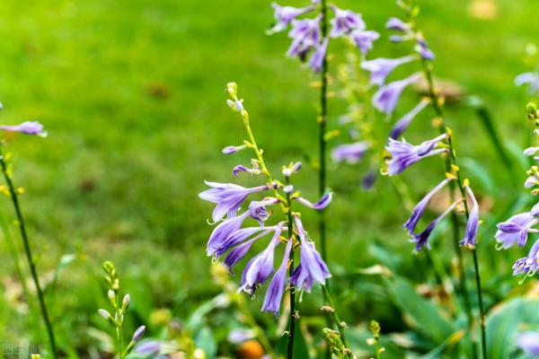 零度以下都能活，難怪這些花這麼受喜歡