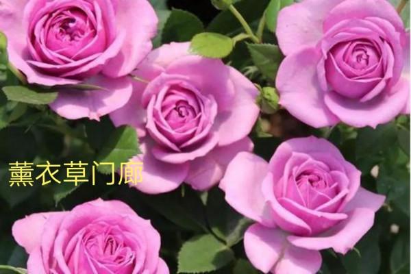 花量巨大的“門廊”系列月季品種