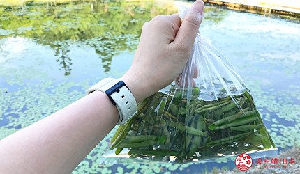 秋田青森夏季行程攻略：白神山地、燈籠祭、海景觀光列車一次滿足