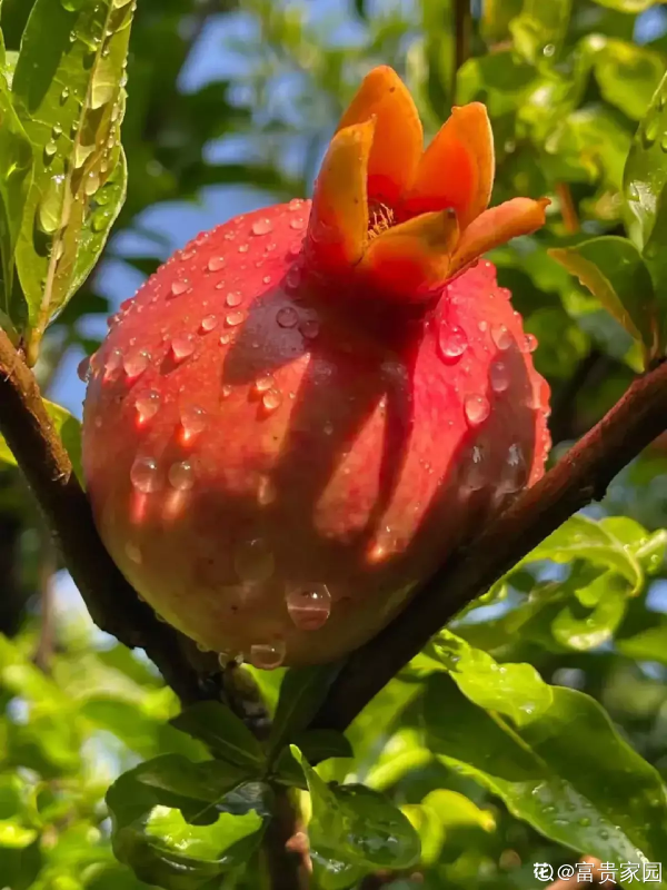 4種果樹,種在院子裡特旺宅,還有時令水果免費吃 4種果樹,種在院子裡特旺宅,還有時令水果免費吃