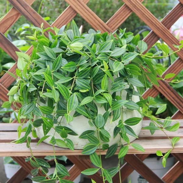 這10種“吊蘭”,不但比綠蘿好看,關鍵比綠蘿還好養活 這10種“吊蘭”,不但比綠蘿好看,關鍵比綠蘿還好養活