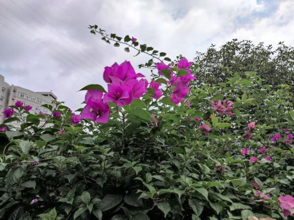 你是否也一樣,遇到漂亮的花花忍不住拍一拍 你是否也一樣,遇到漂亮的花花忍不住拍一拍