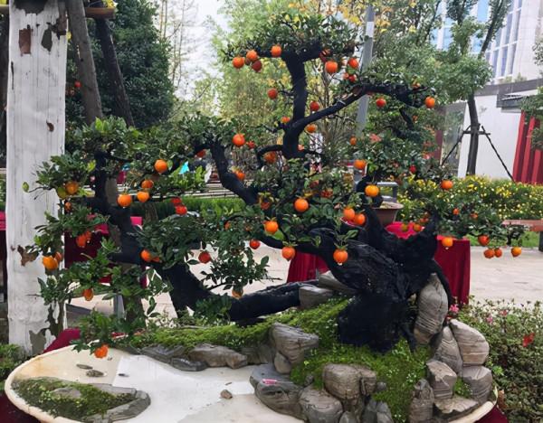 能養成老樁的“7種花”,吉祥大氣“生長年限長”,越養越喜歡 能養成老樁的“7種花”,吉祥大氣“生長年限長”,越養越喜歡