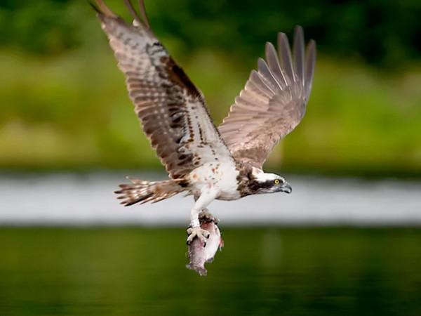 暢遊生物多樣性,看英國最新可持續旅遊專案 暢遊生物多樣性,看英國最新可持續旅遊專案