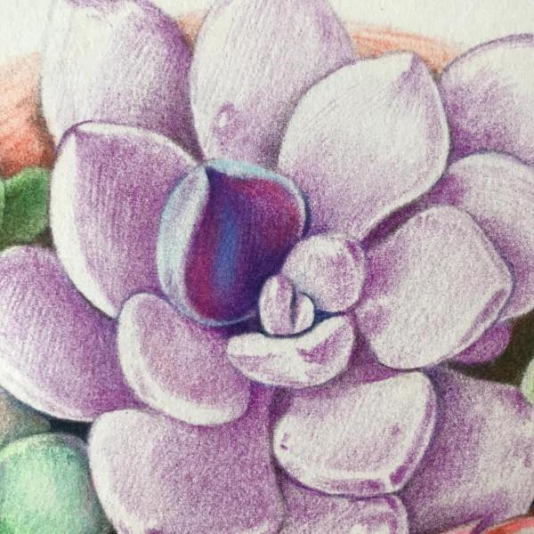 多肉植物彩鉛畫全過程（1-2）